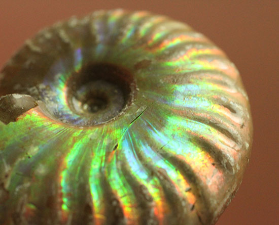 最初のコレクションにいかが？上質の遊色を呈するマダガスカル産アンモナイト(Ammonite)（その1）