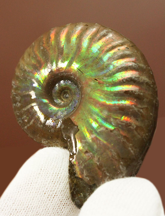 最初のコレクションにいかが？上質の遊色を呈するマダガスカル産アンモナイト(Ammonite)/中生代白亜紀（1億3500万 -- 6500万年前）【an1200】