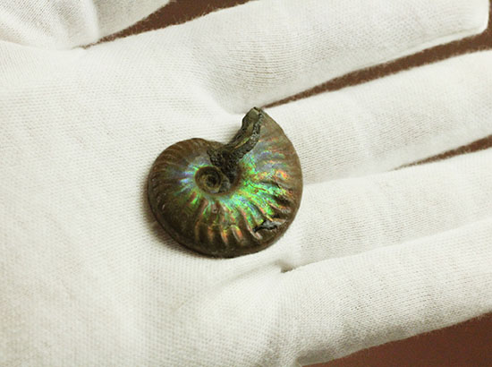 最初のコレクションにいかが？上質の遊色を呈するマダガスカル産アンモナイト(Ammonite)（その3）