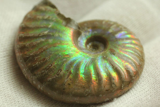 最初のコレクションにいかが？上質の遊色を呈するマダガスカル産アンモナイト(Ammonite)（その4）