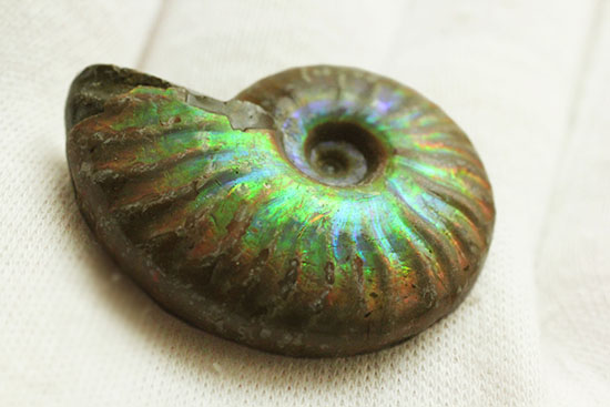 最初のコレクションにいかが？上質の遊色を呈するマダガスカル産アンモナイト(Ammonite)（その5）