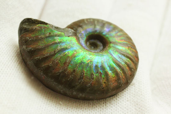 最初のコレクションにいかが?上質の遊色を呈するマダガスカル産アンモナイト(Ammonite)(その5)