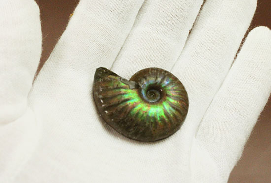 最初のコレクションにいかが?上質の遊色を呈するマダガスカル産アンモナイト(Ammonite)(その6)