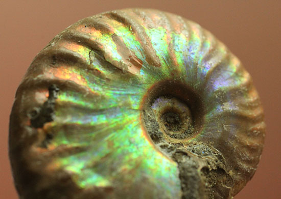 最初のコレクションにいかが？上質の遊色を呈するマダガスカル産アンモナイト(Ammonite)（その7）