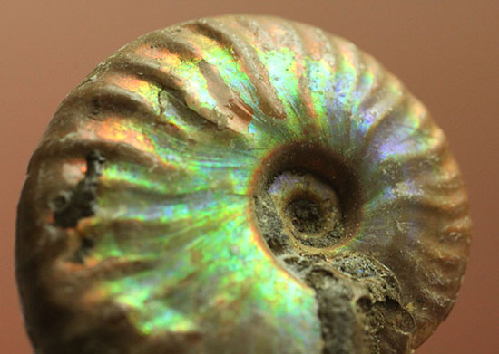 最初のコレクションにいかが?上質の遊色を呈するマダガスカル産アンモナイト(Ammonite)(その7)