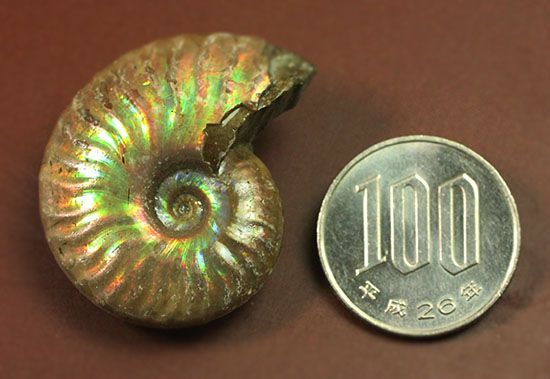 最初のコレクションにいかが？上質の遊色を呈するマダガスカル産アンモナイト(Ammonite)（その9）