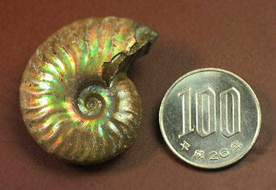 最初のコレクションにいかが?上質の遊色を呈するマダガスカル産アンモナイト(Ammonite)(その9)