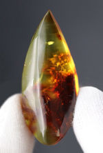 およそ４０００万年前の植物片を内包した透明度の高いドロップ型のバルト海産琥珀（Amber）
