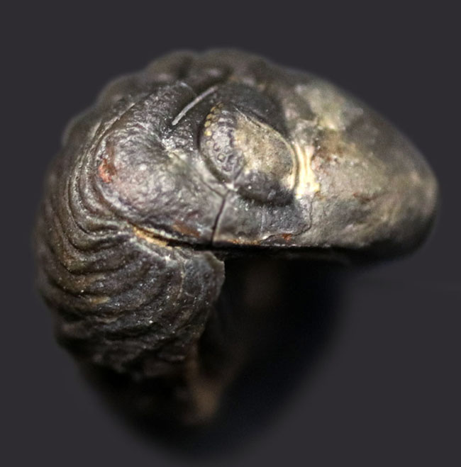 パックマンふたたび！全身を丸くして身を守っている、三葉虫、ファプコス（Phacops ）の化石（その2）