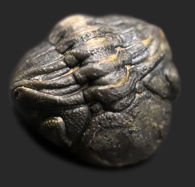 パックマンふたたび！全身を丸くして身を守っている、三葉虫、ファプコス（Phacops ）の化石（その3）