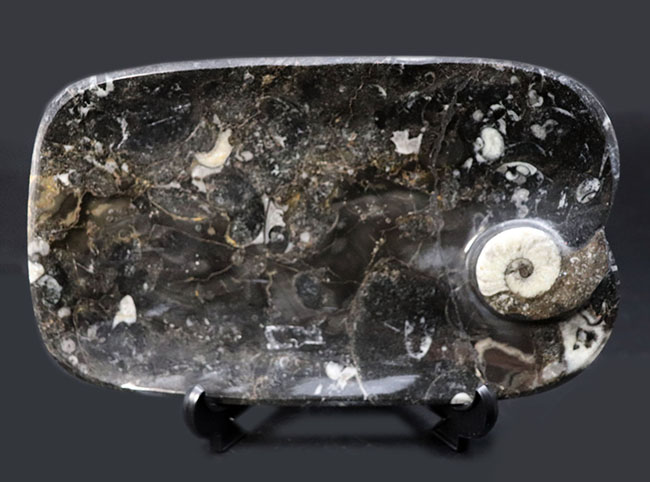 お皿としても利用可能な、古生代デボン紀のゴニアタイトを使ったプレート化石。（その1）