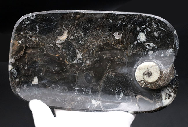 お皿としても利用可能な、古生代デボン紀のゴニアタイトを使ったプレート化石。（その2）