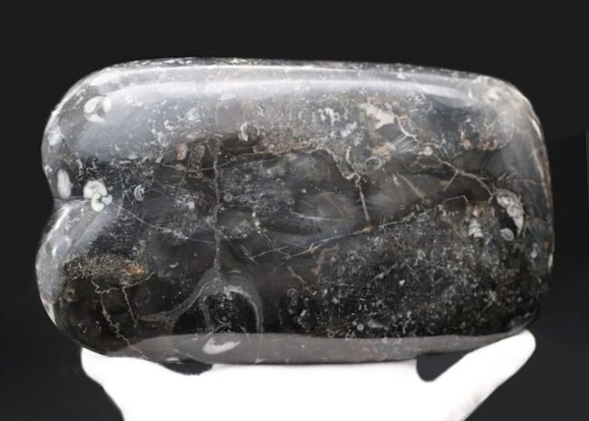 お皿としても利用可能な、古生代デボン紀のゴニアタイトを使ったプレート化石。（その4）