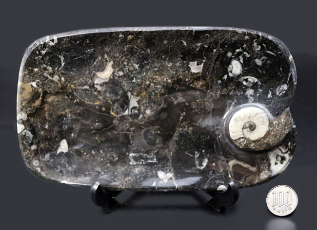 お皿としても利用可能な、古生代デボン紀のゴニアタイトを使ったプレート化石。（その6）