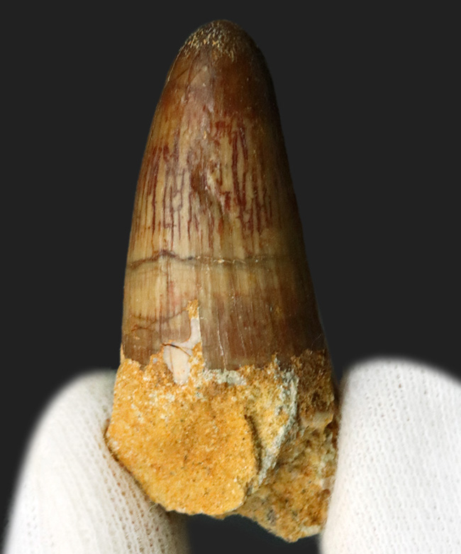 保存状態良好!周長5センチに達する分厚さ!恐竜、スピノサウルス(Spinosaurus)の歯化石(その1)