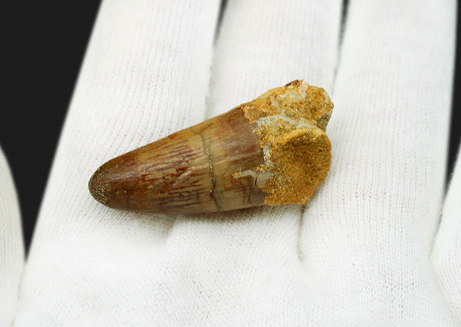 保存状態良好!周長5センチに達する分厚さ!恐竜、スピノサウルス(Spinosaurus)の歯化石(その2)