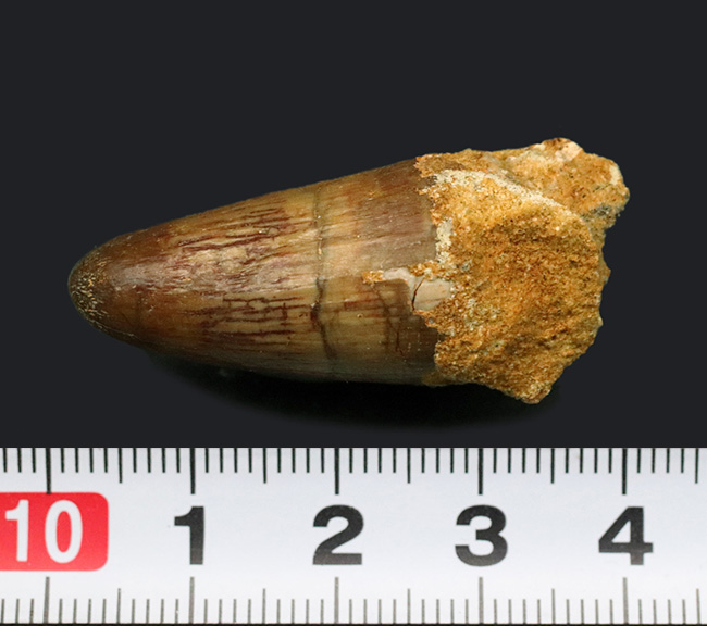 保存状態良好!周長5センチに達する分厚さ!恐竜、スピノサウルス(Spinosaurus)の歯化石(その6)