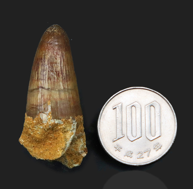 保存状態良好!周長5センチに達する分厚さ!恐竜、スピノサウルス(Spinosaurus)の歯化石(その7)