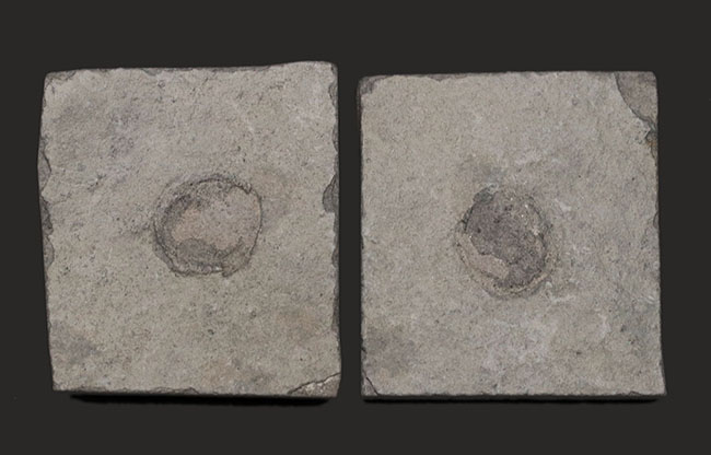 一体、これは何だ!?カンブリア爆発以前の、まだバクテリア等しか居なかった時代の生物、エディアカラ動物群に属する生物シクロメデューサ(Cyclomedusa)の化石(その1)