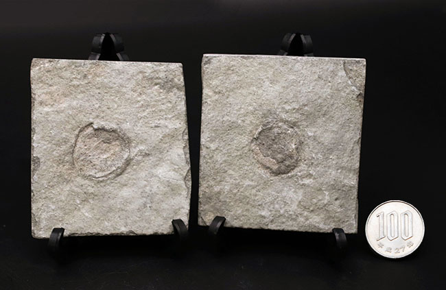一体、これは何だ!?カンブリア爆発以前の、まだバクテリア等しか居なかった時代の生物、エディアカラ動物群に属する生物シクロメデューサ(Cyclomedusa)の化石(その10)