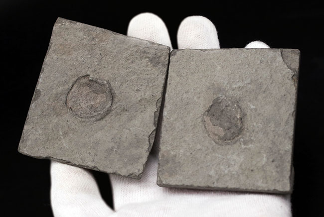 一体、これは何だ!?カンブリア爆発以前の、まだバクテリア等しか居なかった時代の生物、エディアカラ動物群に属する生物シクロメデューサ(Cyclomedusa)の化石(その4)