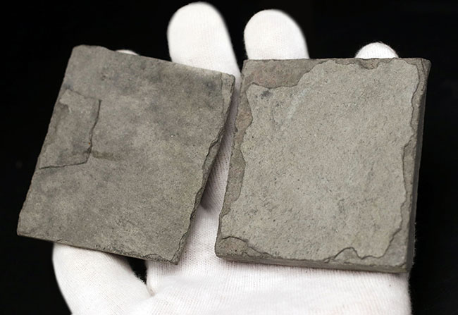 一体、これは何だ!?カンブリア爆発以前の、まだバクテリア等しか居なかった時代の生物、エディアカラ動物群に属する生物シクロメデューサ(Cyclomedusa)の化石(その5)