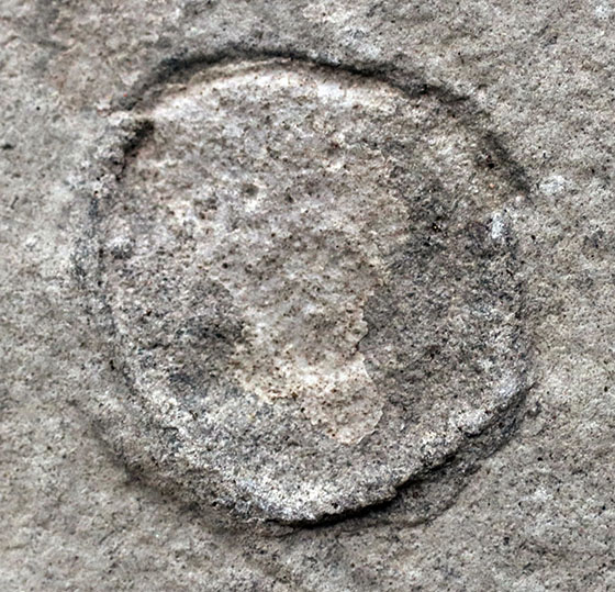 一体、これは何だ!?カンブリア爆発以前の、まだバクテリア等しか居なかった時代の生物、エディアカラ動物群に属する生物シクロメデューサ(Cyclomedusa)の化石(その6)