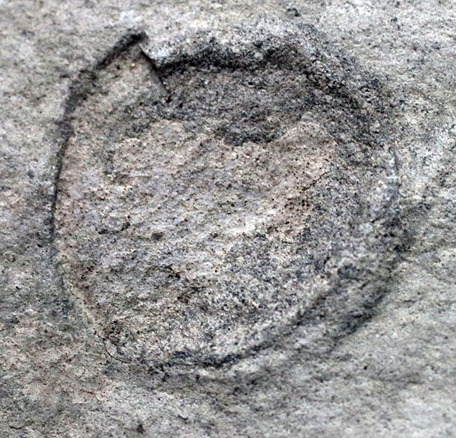 一体、これは何だ!?カンブリア爆発以前の、まだバクテリア等しか居なかった時代の生物、エディアカラ動物群に属する生物シクロメデューサ(Cyclomedusa)の化石(その7)