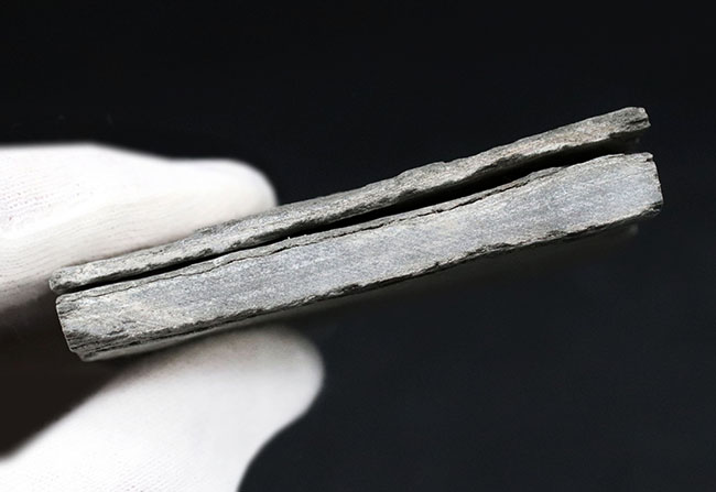 一体、これは何だ!?カンブリア爆発以前の、まだバクテリア等しか居なかった時代の生物、エディアカラ動物群に属する生物シクロメデューサ(Cyclomedusa)の化石(その8)