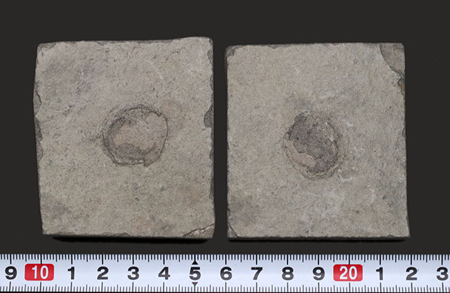 一体、これは何だ！？カンブリア爆発以前の、まだバクテリア等しか居なかった時代の生物、エディアカラ動物群に属する生物シクロメデューサ（Cyclomedusa）の化石（その9）