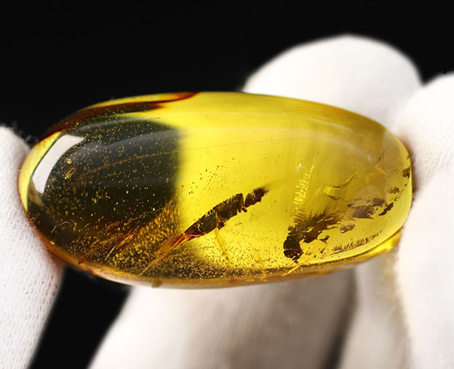 透明度の高さにご注目!光をあてるとレモンイエローを呈する、メキシコ産の琥珀(Amber)(その1)