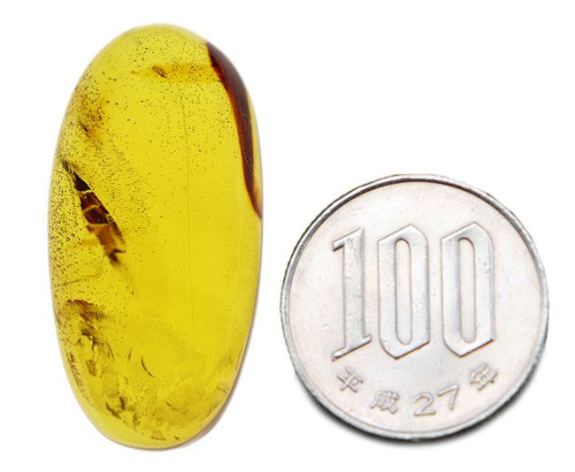 透明度の高さにご注目!光をあてるとレモンイエローを呈する、メキシコ産の琥珀(Amber)(その8)