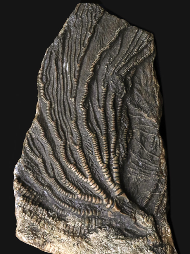 立体的な触手にご注目!米国インディアナ産のウミユリ(Crinoid)の上質化石(その1)