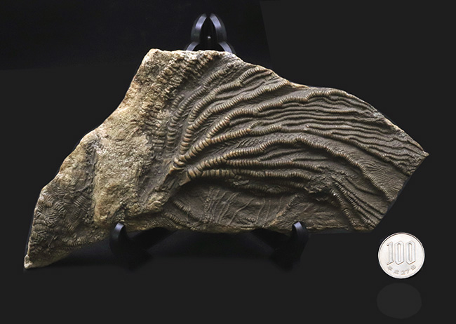 立体的な触手にご注目!米国インディアナ産のウミユリ(Crinoid)の上質化石(その10)