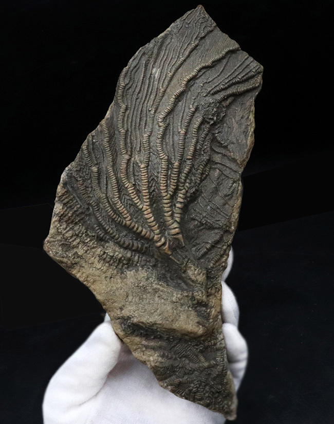 立体的な触手にご注目!米国インディアナ産のウミユリ(Crinoid)の上質化石(その2)