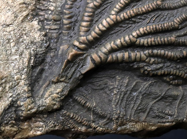 立体的な触手にご注目！米国インディアナ産のウミユリ（Crinoid）の上質化石（その3）