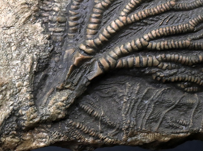 立体的な触手にご注目!米国インディアナ産のウミユリ(Crinoid)の上質化石(その3)