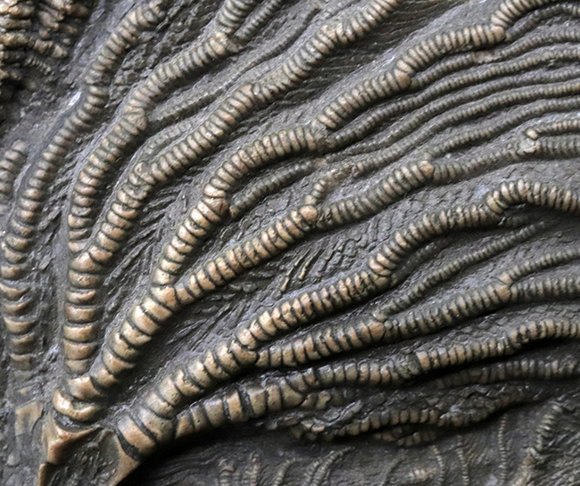 立体的な触手にご注目!米国インディアナ産のウミユリ(Crinoid)の上質化石(その4)