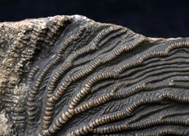 立体的な触手にご注目！米国インディアナ産のウミユリ（Crinoid）の上質化石（その5）