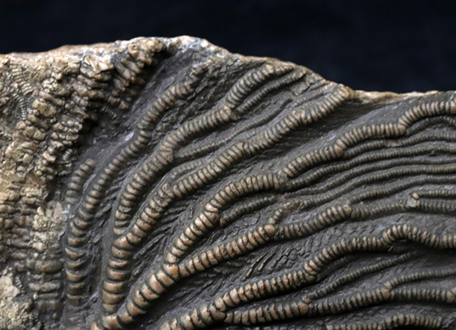 立体的な触手にご注目!米国インディアナ産のウミユリ(Crinoid)の上質化石(その5)