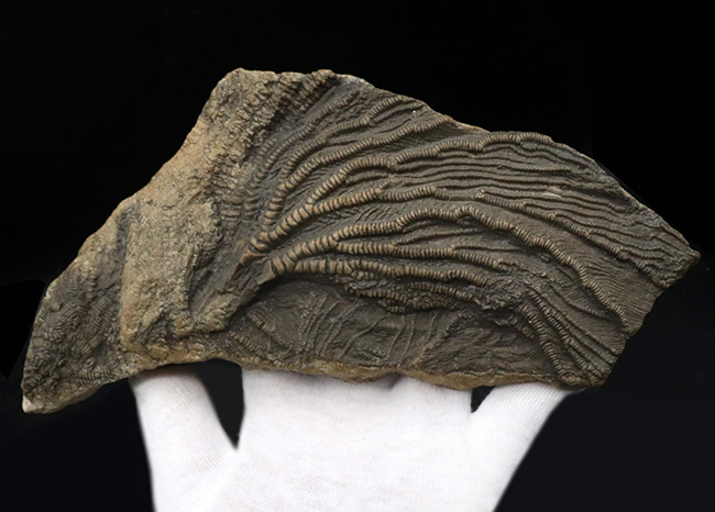 立体的な触手にご注目!米国インディアナ産のウミユリ(Crinoid)の上質化石(その6)