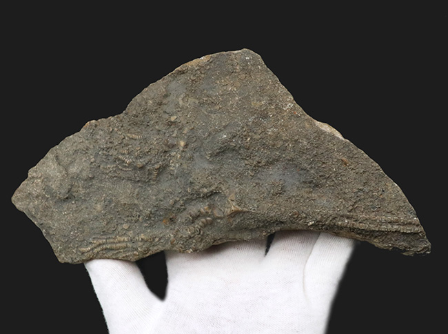 立体的な触手にご注目！米国インディアナ産のウミユリ（Crinoid）の上質化石（その7）