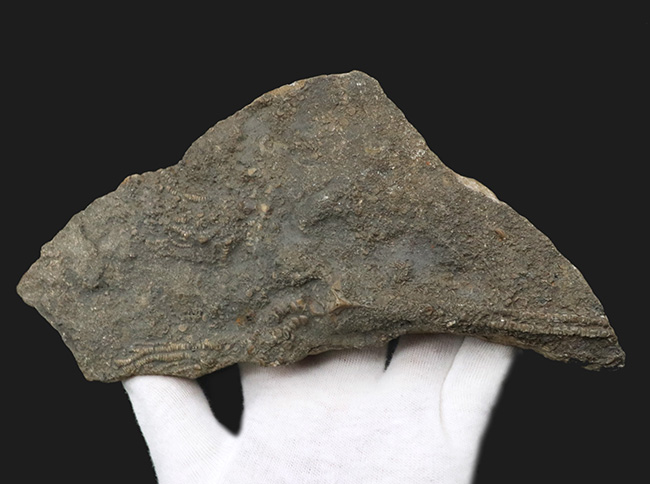 立体的な触手にご注目!米国インディアナ産のウミユリ(Crinoid)の上質化石(その7)
