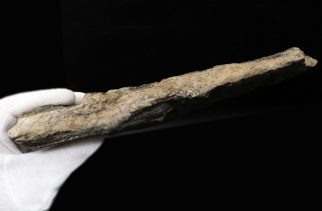立体的な触手にご注目!米国インディアナ産のウミユリ(Crinoid)の上質化石(その8)