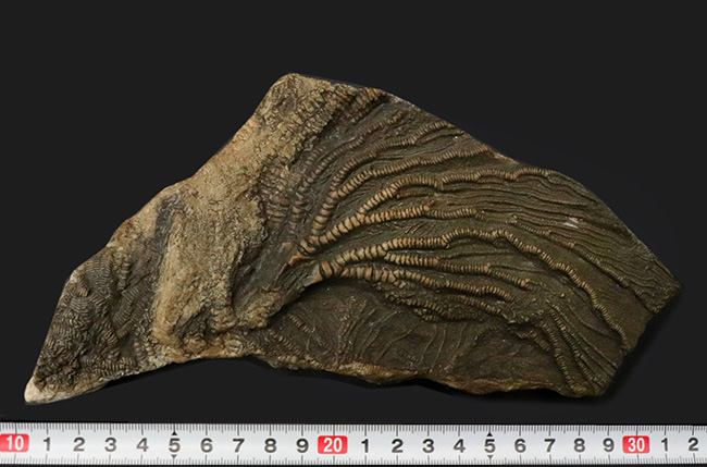立体的な触手にご注目！米国インディアナ産のウミユリ（Crinoid）の上質化石（その9）