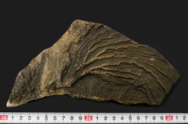 立体的な触手にご注目!米国インディアナ産のウミユリ(Crinoid)の上質化石(その9)