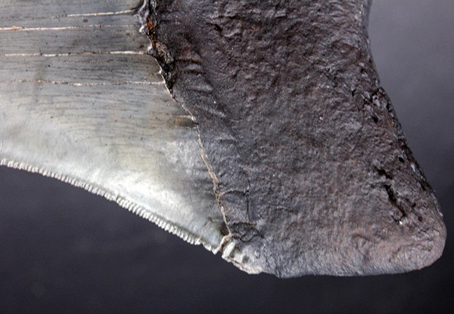 ナチュラル度高い！ビッグサイズのメガロドン（Carcharodon megalodon）の歯化石。セレーション完全保存、眩い光沢を放つエナメル質にご注目（その10）