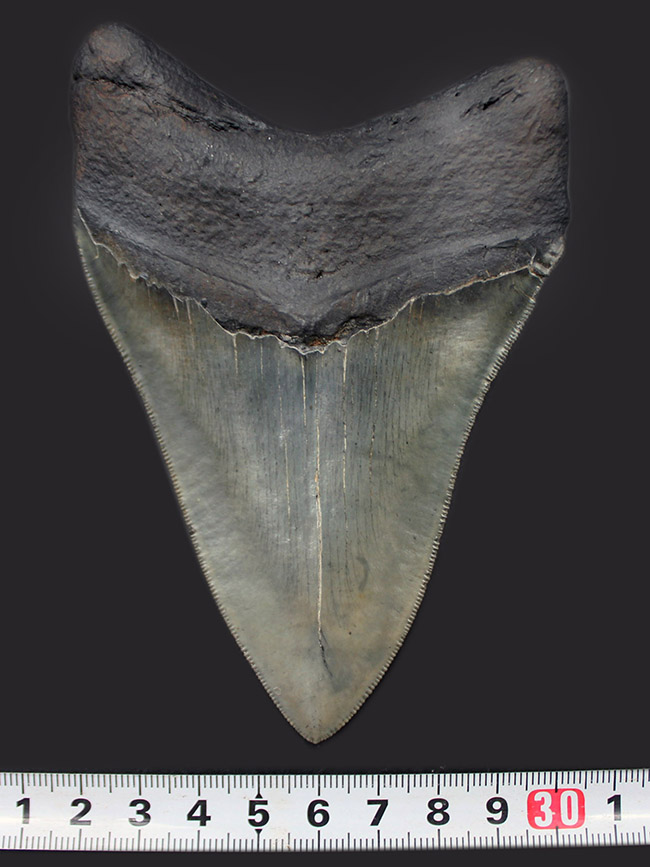 ナチュラル度高い！ビッグサイズのメガロドン（Carcharodon megalodon）の歯化石。セレーション完全保存、眩い光沢を放つエナメル質にご注目（その12）