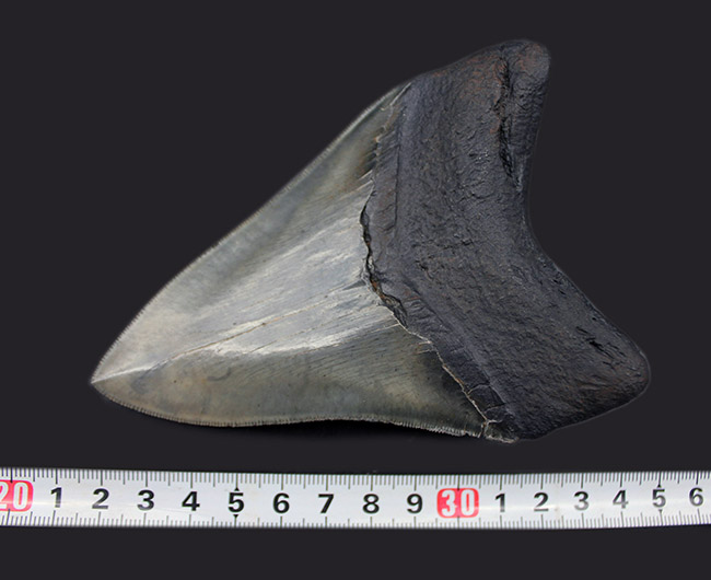 ナチュラル度高い！ビッグサイズのメガロドン（Carcharodon megalodon）の歯化石。セレーション完全保存、眩い光沢を放つエナメル質にご注目（その13）