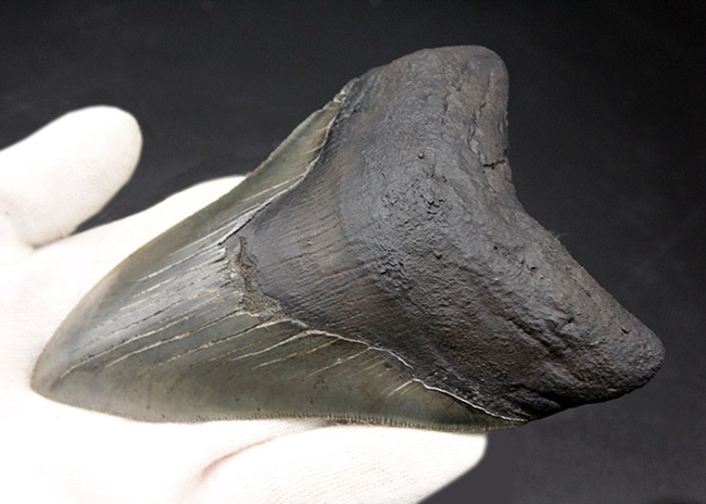 ナチュラル度高い！ビッグサイズのメガロドン（Carcharodon megalodon）の歯化石。セレーション完全保存、眩い光沢を放つエナメル質にご注目（その4）